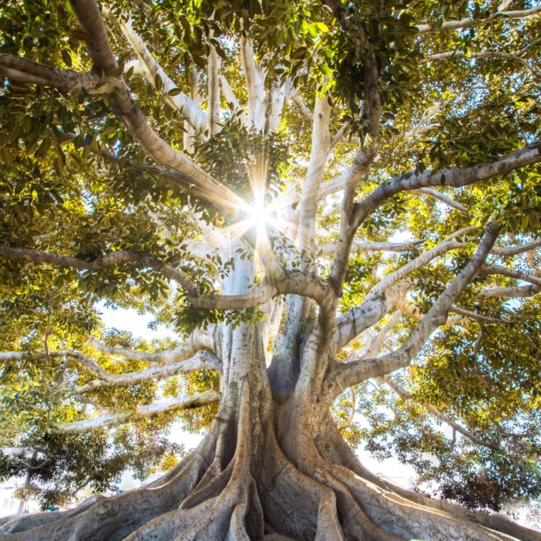 All Big trees were once seedlings